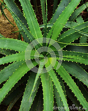 Aloe - flowering succulent plant Stock Photo