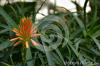 Aloe - flowering succulent plant. Aloe in blooming Stock Photo