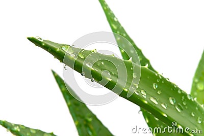 Aloe Leaves With Fresh Water Drops , Isolated On W Stock Photo