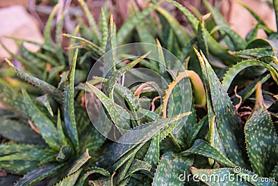 Aloe maculata Stock Photo