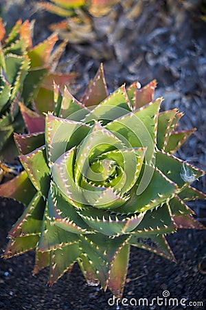 Aloe perfoliata or mitre aloe, also commonly named Rubble Aloe Stock Photo