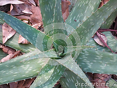 Aloe Plant Stock Photo