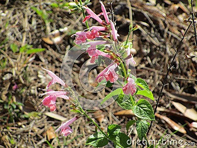 Aloe Plant Stock Photo