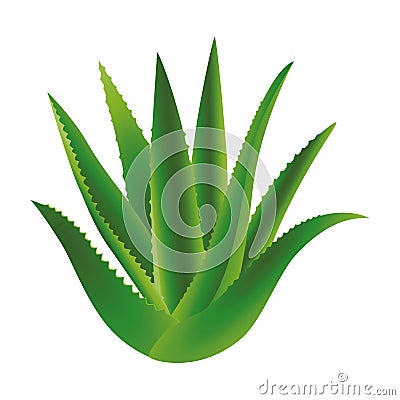 aloe plant leafs nature icon Vector Illustration