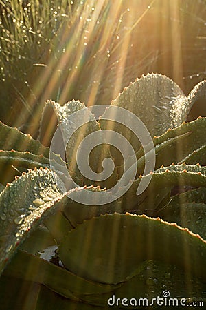 An aloe plant in South Africa with thick fleshy leaves and drops of water in a streak of sunlight Stock Photo