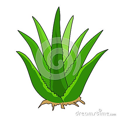 Aloe Plant vector.Vector stock image aloe plant Vector Illustration