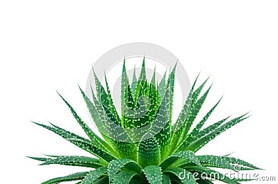 Aloe plant Stock Photo