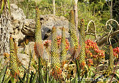 Aloe plants in bloom Stock Photo
