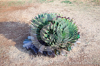 Aloe polyphylla or Spiral aloe close up, beautiful evergreen succulent flowering plant, endemic and national symbol of Lesotho Stock Photo