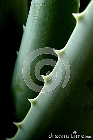 Aloe Vera Stock Photo