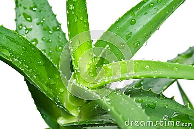 Aloe vera Stock Photo