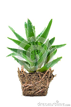 Aloe vera isolated on white background Stock Photo