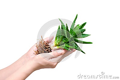Aloe vera isolated on white background Stock Photo