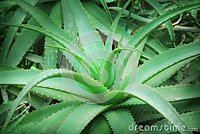 Aloe vera Stock Photo