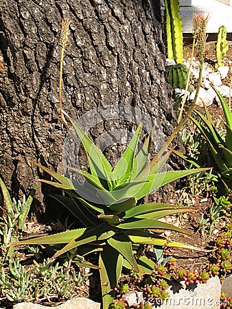 Aloe vera Stock Photo