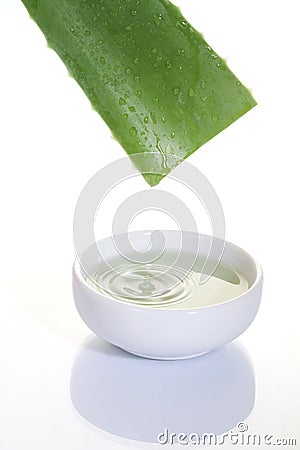 Aloe vera Stock Photo