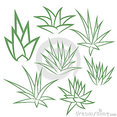 Aloe Vera, agave, bush, succulent plant Vector Illustration