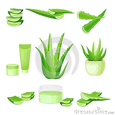 Aloe Vera as Flowering Succulent Plant with Thick Fleshy Leaves Vector Set Vector Illustration