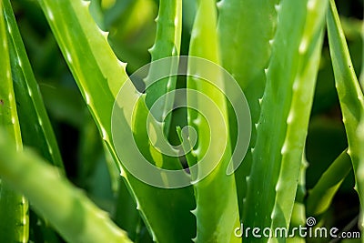 Aloe vera background image. Green Aloe Vera background. Stock Photo