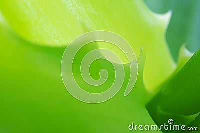 Aloe vera close-up, detailed macro photo. Stock Photo