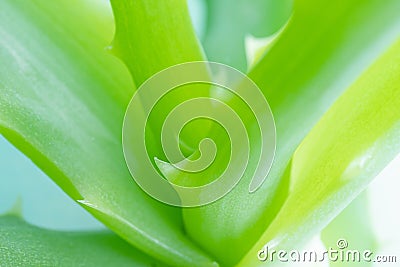 Aloe vera close-up, detailed macro photo. Stock Photo