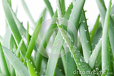 Aloe vera Stock Photo