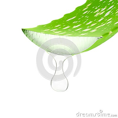 Aloe Vera. Stock Photo