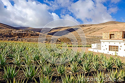 Aloe vera farm on Fuerteventura, Canary Island. Stock Photo