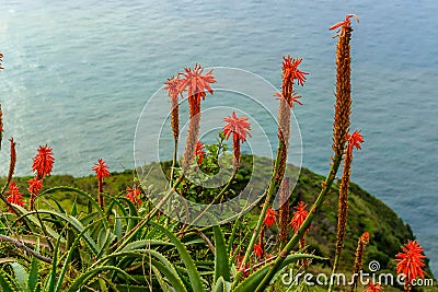 Aloe vera flower blooming near the ocean on the island of Madeira Stock Photo