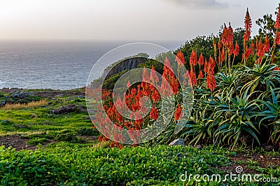 Aloe vera flower blooming near the ocean at sunrise on the island of Madeira Stock Photo