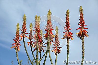 Aloe vera flowers Stock Photo