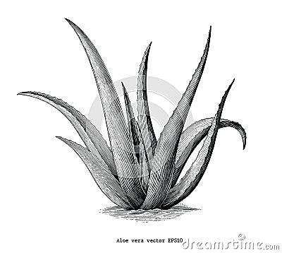 Aloe vera hand draw vintage botanical clip art isolated on white Vector Illustration