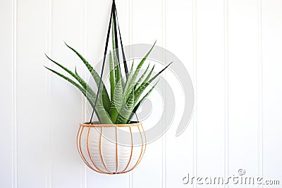 aloe vera in a hanging basket against a white wall Stock Photo