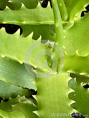 Aloe vera healthy green leaf Editorial Stock Photo