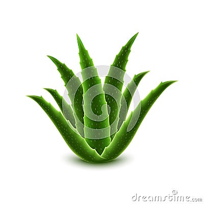 Aloe vera icon, realistic style Vector Illustration