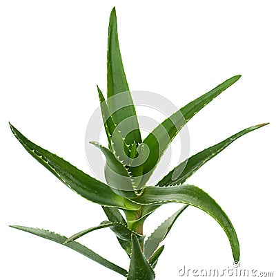 Aloe vera isolated on white Stock Photo