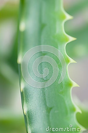 Aloe vera leaf with spikes and thorns macro standing up on blur natural background Stock Photo