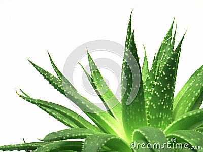 Aloe vera leaves 1 Stock Photo