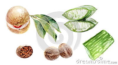 Aloe vera nutmeg watercolor isolated on white background Cartoon Illustration