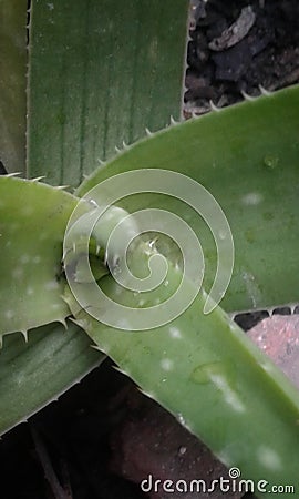 Aloe vera plant from Asphodelaceae family Stock Photo