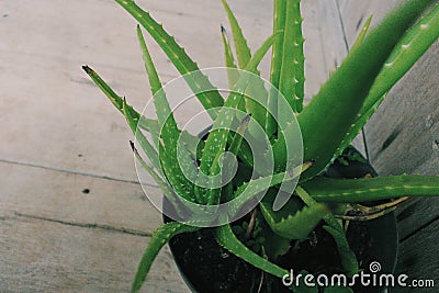 Aloe vera plant decoration as well as natural herbal medicines Stock Photo