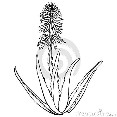 Aloe Vera plant and flowers on white Background. Graphic illustration agave, aloe vera, succulent, green plant Vector Illustration