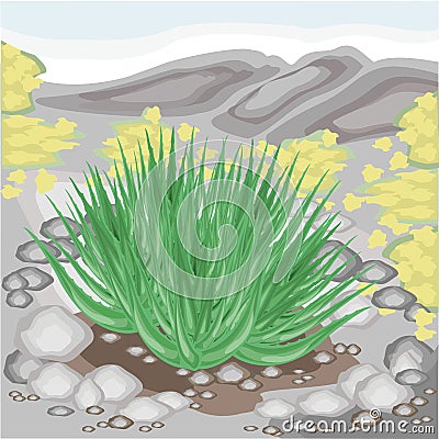 The aloe vera plant grows in nature. Healing is widely used in medicine. Nice and unpretentious. Juicy green twigs. Vector Cartoon Illustration