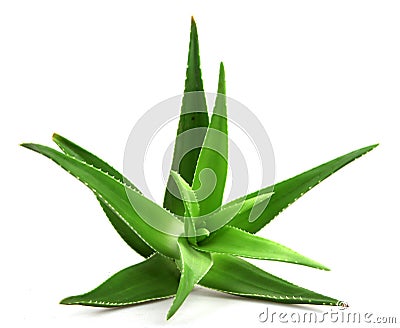 Aloe vera plant isolated on white Stock Photo