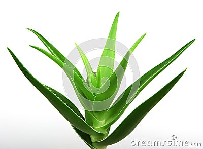 Aloe vera plant isolated on white Stock Photo