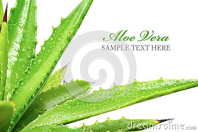 Aloe vera Stock Photo