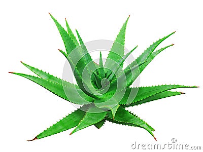 Aloe vera plant Stock Photo