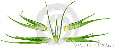 Aloe vera plant isolated on the white background Stock Photo