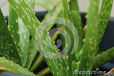 aloe vera plant in a pot, it is found in many consumer products including beverages, skin lotion, cosmetics, or ointments for min Stock Photo