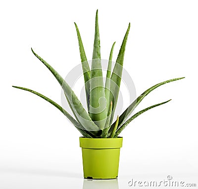 Aloe Vera Plant on Yellow Green Pot Stock Photo